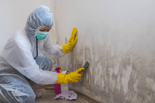 Best Black Mold Removal  in Winchester, OH