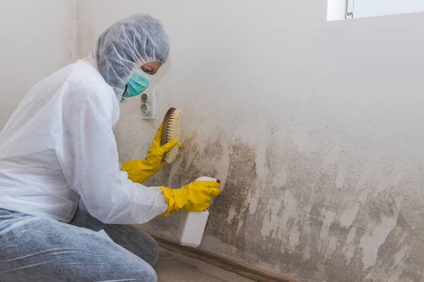 Best Mold Remediation  in Winchester, OH