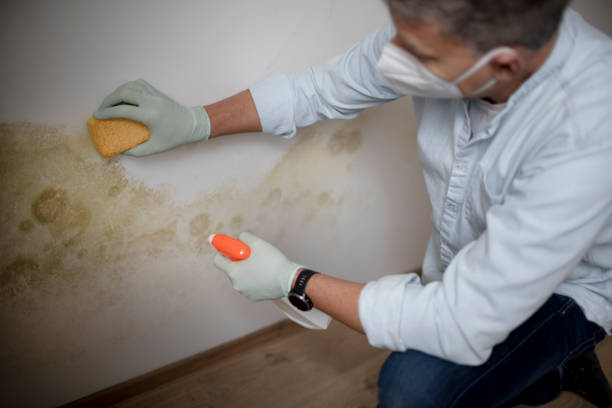 Best Crawl Space Mold Removal  in Winchester, OH