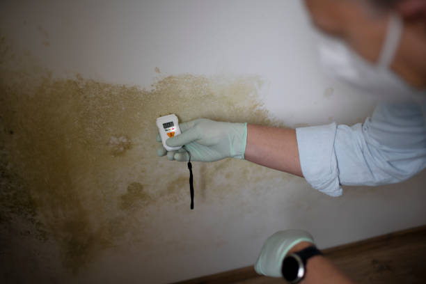 Best Professional Mold Removal  in Winchester, OH
