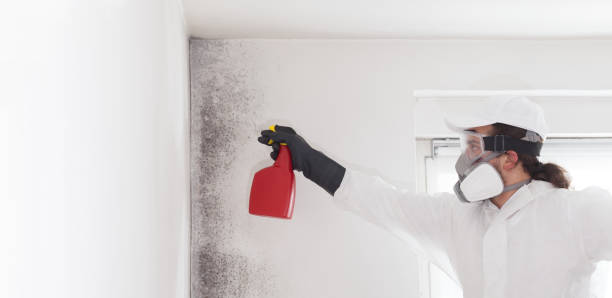Best Emergency Mold Removal  in Winchester, OH