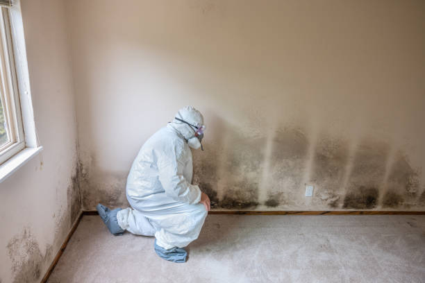 Best Best Mold Removal Companies  in Winchester, OH