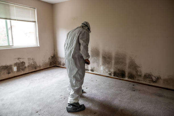 Best Local Mold Removal Service  in Winchester, OH