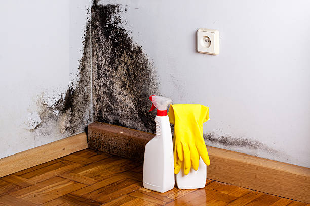 Best Home Mold Removal  in Winchester, OH