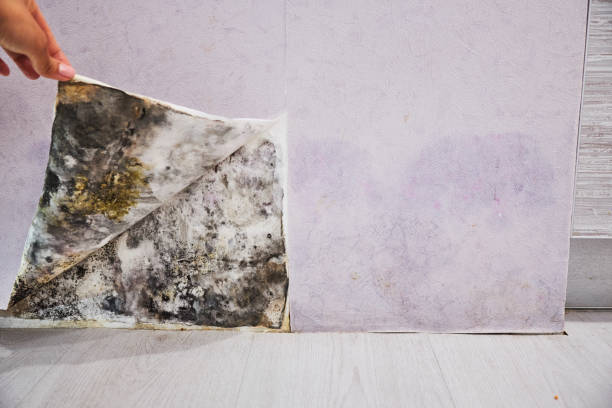 Best Mold Cleaning Services  in Winchester, OH